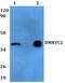 DMRT Like Family C2 antibody, PA5-75746, Invitrogen Antibodies, Western Blot image 