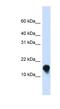 FXYD Domain Containing Ion Transport Regulator 1 antibody, NBP1-79193, Novus Biologicals, Western Blot image 