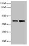 ELAV Like RNA Binding Protein 4 antibody, orb354727, Biorbyt, Western Blot image 