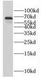 Growth Factor Independent 1 Transcriptional Repressor antibody, FNab03429, FineTest, Western Blot image 