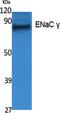 Sodium Channel Epithelial 1 Gamma Subunit antibody, PA5-51073, Invitrogen Antibodies, Western Blot image 