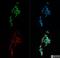 Metastasis Associated 1 Family Member 2 antibody, NB100-56483, Novus Biologicals, Immunofluorescence image 