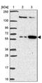 Fem-1 Homolog C antibody, PA5-63794, Invitrogen Antibodies, Western Blot image 