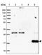 RWD Domain Containing 4 antibody, PA5-57691, Invitrogen Antibodies, Western Blot image 