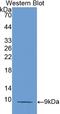 C-C Motif Chemokine Ligand 5 antibody, LS-C305486, Lifespan Biosciences, Western Blot image 