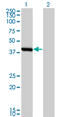 Spermine Synthase antibody, LS-C198227, Lifespan Biosciences, Western Blot image 