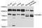 ADAM Metallopeptidase Domain 2 antibody, LS-C496895, Lifespan Biosciences, Western Blot image 