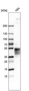 ORAI Calcium Release-Activated Calcium Modulator 1 antibody, HPA016583, Atlas Antibodies, Western Blot image 