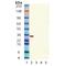 Sirtuin 5 antibody, LS-C343828, Lifespan Biosciences, Western Blot image 