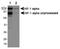 HIF1-alpha antibody, NBP1-02160, Novus Biologicals, Western Blot image 