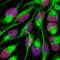Quiescin Sulfhydryl Oxidase 1 antibody, AF2018, R&D Systems, Immunocytochemistry image 