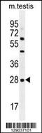 C-Type Lectin Domain Family 12 Member B antibody, 55-930, ProSci, Western Blot image 