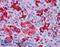OTU Deubiquitinase 4 antibody, LS-B4996, Lifespan Biosciences, Immunohistochemistry paraffin image 