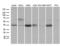 NFKB Inhibitor Epsilon antibody, LS-C799728, Lifespan Biosciences, Western Blot image 