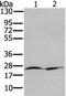 RAS Related antibody, PA5-50746, Invitrogen Antibodies, Western Blot image 