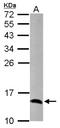 Cytochrome C Oxidase Subunit 5A antibody, NBP1-32550, Novus Biologicals, Western Blot image 