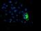 Putative endoplasmin-like protein antibody, NBP2-01707, Novus Biologicals, Immunofluorescence image 