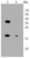 BCL2 Binding Component 3 antibody, NBP2-67326, Novus Biologicals, Western Blot image 