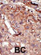 Bromodomain Containing 2 antibody, abx033841, Abbexa, Immunohistochemistry paraffin image 