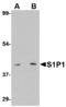 Sphingosine-1-Phosphate Receptor 1 antibody, MBS150494, MyBioSource, Western Blot image 