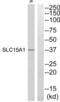 Solute Carrier Family 15 Member 1 antibody, abx014683, Abbexa, Western Blot image 