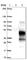 Transmembrane Protein 139 antibody, HPA036983, Atlas Antibodies, Western Blot image 