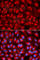 Transcription Factor A, Mitochondrial antibody, A1926, ABclonal Technology, Immunofluorescence image 