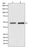 RuvB Like AAA ATPase 2 antibody, M02246-1, Boster Biological Technology, Western Blot image 
