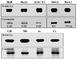 TRAF3 Interacting Protein 2 antibody, EGA004, Kerafast, Western Blot image 