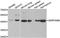 Serpin Family B Member 9 antibody, LS-C334682, Lifespan Biosciences, Western Blot image 