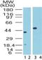 Transportin 1 antibody, NB100-56482, Novus Biologicals, Western Blot image 