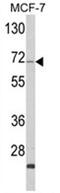 Zyg-11 Family Member A, Cell Cycle Regulator antibody, AP18252PU-N, Origene, Western Blot image 