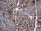 Trefoil factor 1 antibody, TA800836, Origene, Immunohistochemistry paraffin image 