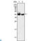 Krueppel-like factor 15 antibody, LS-C812668, Lifespan Biosciences, Western Blot image 