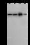 Mitogen-Activated Protein Kinase Kinase 7 antibody, GTX02387, GeneTex, Western Blot image 