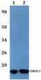 Chromatin Accessibility Complex Subunit 1 antibody, A12215-1, Boster Biological Technology, Western Blot image 