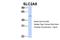 Solute Carrier Family 2 Member 8 antibody, NBP1-59812, Novus Biologicals, Western Blot image 