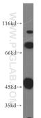 Sec1 Family Domain Containing 2 antibody, 13375-1-AP, Proteintech Group, Western Blot image 