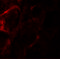 Zinc Finger FYVE-Type Containing 21 antibody, 6935, ProSci, Immunofluorescence image 