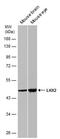 LIM Homeobox 2 antibody, PA5-78287, Invitrogen Antibodies, Western Blot image 