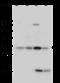 Latexin antibody, 10211-T60, Sino Biological, Western Blot image 