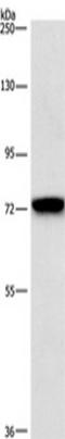 BCAM antibody, TA349772, Origene, Western Blot image 