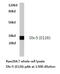 Distal-Less Homeobox 5 antibody, AP20392PU-N, Origene, Western Blot image 