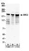 Nuclear Receptor Coactivator 2 antibody, NB100-388, Novus Biologicals, Western Blot image 