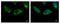 HPS3 Biogenesis Of Lysosomal Organelles Complex 2 Subunit 1 antibody, LS-C185913, Lifespan Biosciences, Immunocytochemistry image 