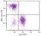 CD74 antibody, 99-031, ProSci, Immunohistochemistry frozen image 