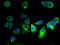 Gamma-Aminobutyric Acid Type A Receptor Theta Subunit antibody, A68058-100, Epigentek, Immunofluorescence image 
