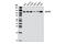 SEC24 Homolog C, COPII Coat Complex Component antibody, 8531S, Cell Signaling Technology, Western Blot image 