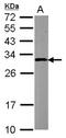 Carbonyl Reductase 4 antibody, NBP2-15734, Novus Biologicals, Western Blot image 