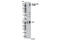 GRB2 Associated Binding Protein 1 antibody, 12745S, Cell Signaling Technology, Western Blot image 